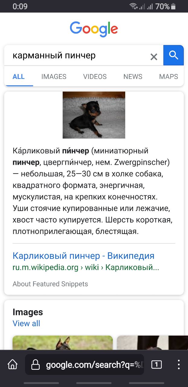 Злой шокер или карманный пинчер    ...